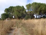 Rustico da ristrutturare a Bibbona