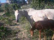 Rustico in vendita a Galliano Barberino di Mugello 45000...