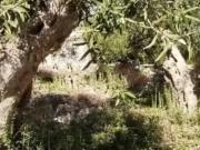 Rustico in vendita a Modica