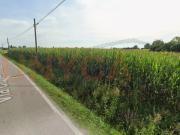 Rustico/Casale in Vendita a Camisano Vicentino