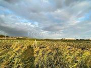 Rustico/casale/corte in vendita a Naro