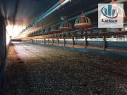 SÃtio Granja com dois alqueires Ã venda, 50514 mÂ² Santa...