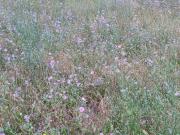 Saint André Vente Terrain 66