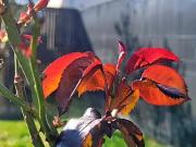 Saint Aubin d'Aubigné 35250 Achat / Vente maison 7...