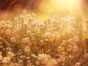 Saint Laurent en Gâtines 37380 Programme neuf terrain...