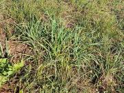 Saint Père en Retz 44320 Programme neuf terrain neuf à...