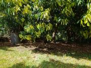 Saint Pierre Vente Terrain 97