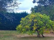 Saint Selve 33650 Programme neuf terrain neuf à vendre