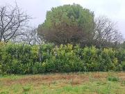 Saint Sulpice de Royan 17200 Programme neuf terrain neuf...