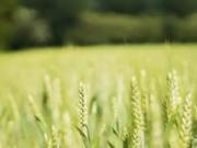 Sainte Maure de Touraine 37800 Programme neuf terrain...