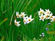 Sainte Maure de Touraine 37800 Programme neuf terrain...