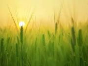 Sainte Maure de Touraine 37800 Programme neuf terrain...