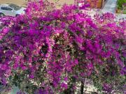 SAN BORJA 1 DORMITORIO 900 SOLES SERVICIOS INCLUIDOS