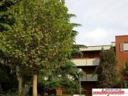 SAN LAZZARO DI SAVENA IDICE AMPIO TRILOCALE