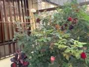 San Miguel: EXCELENTE OPORTUNIDAD, CASA 3 PISOS SE VENDE