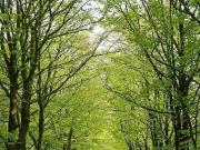 Sanierte Terrassenwohnung mit eigenem Garten an der...