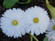 Schmuckes Haus in zentraler Lage!