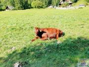 Schnäppchenjäger aufgepasst! Schöner Baugrund!