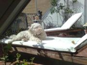 Schöne möblierte Dachgeschoss / Maisonettenwohnung Nähe...