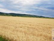 Verkaufe jetzt schönen Acker im Bezirk Schärding!