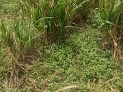 Scinccity 638 Sq.Yd. Plot in Science City Ahmedabad...