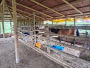 Se alquila finca productiva en Betulia, Risaralda, área...