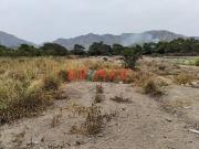 Se Alquila Terreno Agricola Huaral, 1 Hectarea