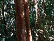 SE VENDE CAMPO CON BOSQUE NATIVO,PUTIQUE,ISLA QUINCHAO