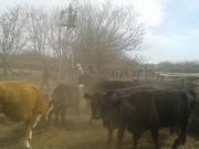 Se vende campo ganadero