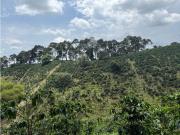 Se Vende Finca Cafetera Entre Alcala y Quimbaya 9010083