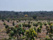 Se vende Finca con Posesión de derechos no escritura en...