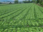 Se vende finca en Facatativá vía alban inf...