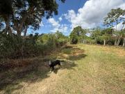 SE VENDE FINCA EN LEBRIJA