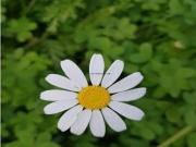 Se vende finca para cultivo