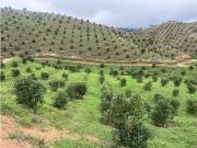 Se Vende Finca Productiva En Aguacate Hass Trujillo...