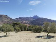 ¡SE VENDE FINCA RÚSTICA DE OLIVAR EN LA COMARCA DE...