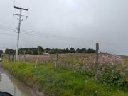 Se vende Finca Tausa la pluma, Sobre via Principal 12...