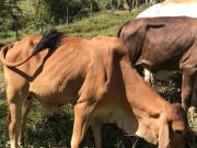 Se Vende Finca Vía Ubalá, Cundinamarca