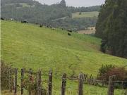 SE VENDE HERMOSO CAMPO 60 HECTAREAS SECTOR LOS MUERMOS,...
