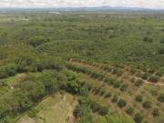 SE VENDE LOTE EN EL CAIMO