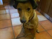 se vende o renta casa en el centro de coyoacan se vende o renta casa en el centro de coyoacan