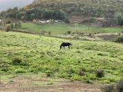Se vende parcela agrícola 20,43 ha en la comuna de Pelarco