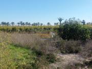 SE VENDE PARCELA AGRÍCOLA CON AGUA EN BAYA BAJA ELCHE 30500m