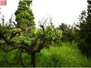 SE VENDE PARCELA EN ALJUCER A POCOS MINUTOS DEL CENTRO...