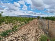 SE VENDE PARCELA EN PINOSO ALICANTE SPAIN