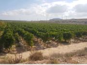 SE VENDE PARCELA EN PRODUCCION DE VIÑEDOS DE LA VARIEDAD...