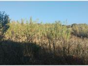 SE VENDE PARCELA SEGREGADA EN CALLEJON BORREGUITOS