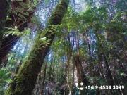 Se vende parcelas en la comuna de Chonchi, Chiloé