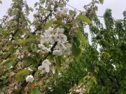 Se vende terreno con producción de cerezas en Tralcao