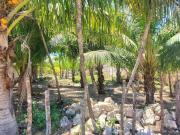 se vende terreno en El cuyo, yucatan,mx